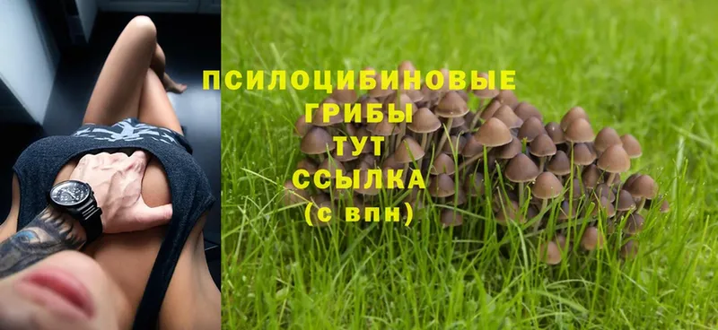 Псилоцибиновые грибы Cubensis  Адыгейск 